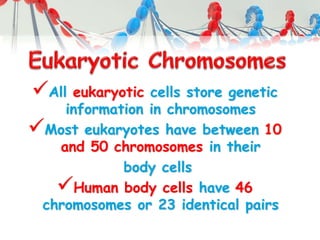 All eukaryotic cells store genetic
information in chromosomes
Most eukaryotes have between 10
and 50 chromosomes in their
body cells
Human body cells have 46
chromosomes or 23 identical pairs
 