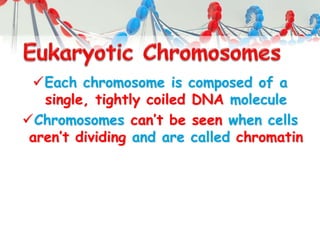 Each chromosome is composed of a
single, tightly coiled DNA molecule
Chromosomes can’t be seen when cells
aren’t dividing and are called chromatin
 