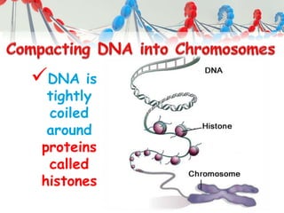 DNA is
tightly
coiled
around
proteins
called
histones
 