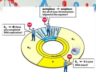 Cell Cycle
 