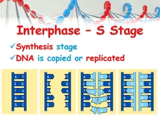Synthesis stage
DNA is copied or replicated
 
