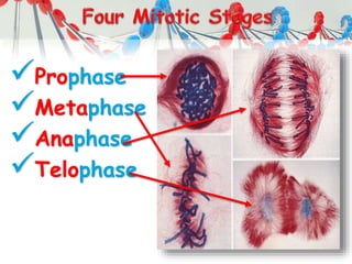 Prophase
Metaphase
Anaphase
Telophase
 