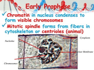 Chromatin in nucleus condenses to
form visible chromosomes
Mitotic spindle forms from fibers in
cytoskeleton or centrioles (animal)
Chromosomes
Nucleolus
Cytoplasm
Nuclear Membrane
 