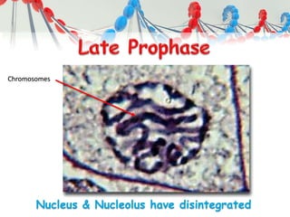 Nucleus & Nucleolus have disintegrated
Chromosomes
 