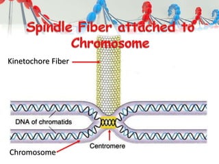 Kinetochore Fiber
Chromosome
 