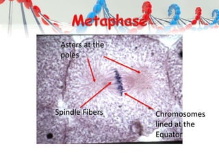 Chromosomes
lined at the
Equator
Asters at the
poles
Spindle Fibers
 