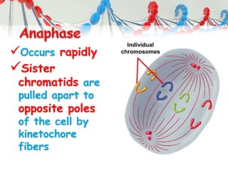 Occurs rapidly
Sister
chromatids are
pulled apart to
opposite poles
of the cell by
kinetochore
fibers
Individual
chromosomes
 
