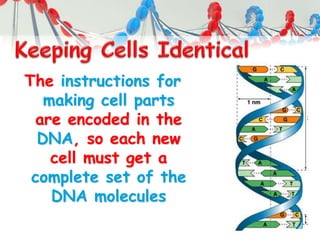 The instructions for
making cell parts
are encoded in the
DNA, so each new
cell must get a
complete set of the
DNA molecules
 