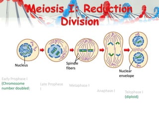 Nucleus Spindle
fibers
Nuclear
envelope
Early Prophase I
(Chromosome
number doubled)
Late Prophase
I
Metaphase I
Anaphase I Telophase I
(diploid)
 