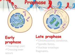 Early
prophase
Homologs pair.
Crossing over
occurs.
Late prophase
Chromosomes condense.
Spindle forms.
Nuclear envelope
fragments.
 