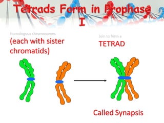 Homologous chromosomes
(each with sister
chromatids)
Join to form a
TETRAD
Called Synapsis
 