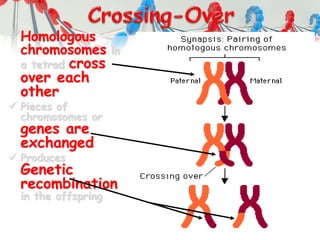 Homologous
chromosomes in
a tetrad cross
over each
other
 Pieces of
chromosomes or
genes are
exchanged
 Produces
Genetic
recombination
in the offspring
 