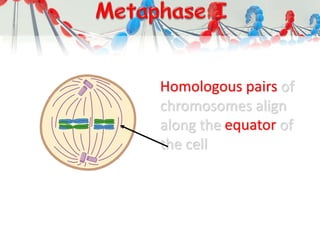 Homologous pairs of
chromosomes align
along the equator of
the cell
 