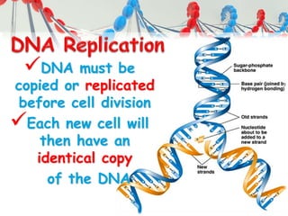 DNA must be
copied or replicated
before cell division
Each new cell will
then have an
identical copy
of the DNA
 