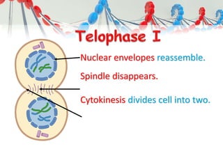 Nuclear envelopes reassemble.
Spindle disappears.
Cytokinesis divides cell into two.
 