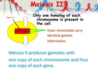 Only one homolog of each
chromosome is present in
the cell.
Meiosis II produces gametes with
one copy of each chromosome and thus
one copy of each gene.
Sister chromatids carry
identical genetic
information.
Gene X
 