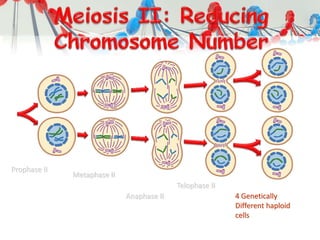 Prophase II
Metaphase II
Anaphase II
Telophase II
4 Genetically
Different haploid
cells
 