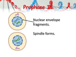 Nuclear envelope
fragments.
Spindle forms.
 