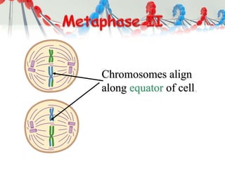 Chromosomes align
along equator of cell.
 