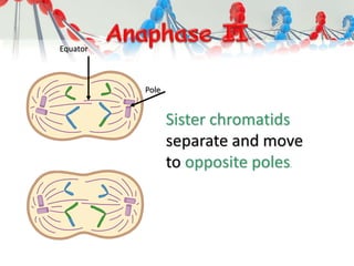 Sister chromatids
separate and move
to opposite poles.
Equator
Pole
 