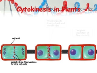 Vesicles fuse to
form cell wall and
membranes
Complete
separation of
daughter cells
 