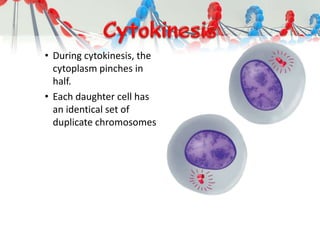 • During cytokinesis, the
cytoplasm pinches in
half.
• Each daughter cell has
an identical set of
duplicate chromosomes
 