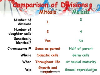 61
Mitosis Meiosis
Number of
divisions
1
2
Number of
daughter cells
2 4
Genetically
identical?
Yes No
Chromosome # Same as parent Half of parent
Where Somatic cells Germ cells
When Throughout life At sexual maturity
Role
Growth and
repair
Sexual reproductioncopyright cmassengale
 