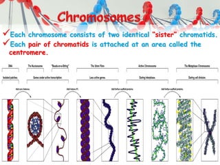 Each chromosome consists of two identical “sister” chromatids.
Each pair of chromatids is attached at an area called the
centromere.
 