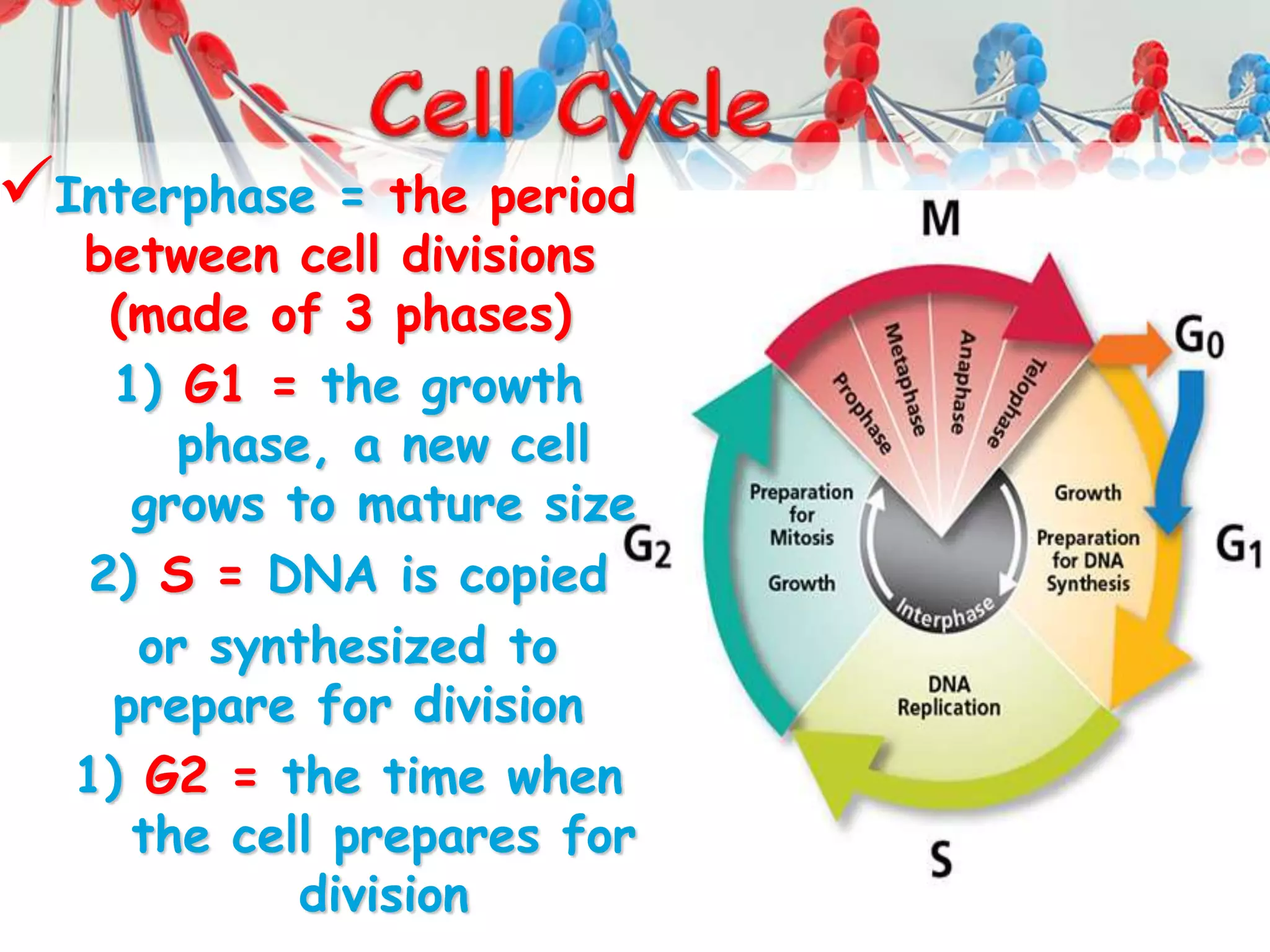 Interphase = the period
between cell divisions
(made of 3 phases)
1) G1 = the growth
phase, a new cell
grows to mature size
2) S = DNA is copied
or synthesized to
prepare for division
1) G2 = the time when
the cell prepares for
division
 