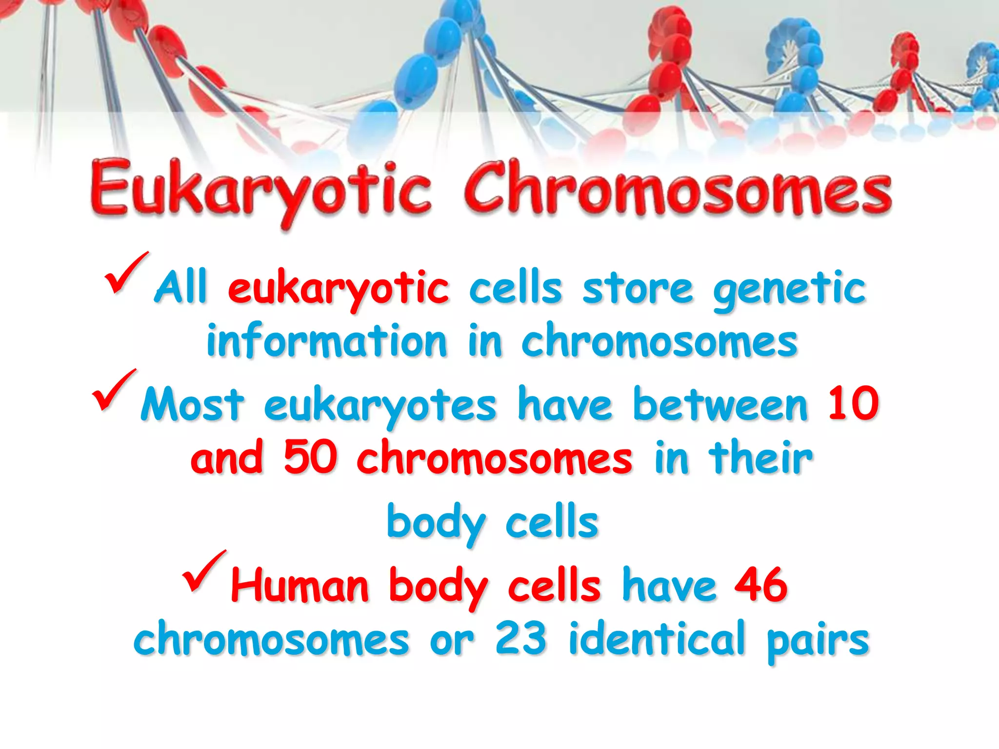 All eukaryotic cells store genetic
information in chromosomes
Most eukaryotes have between 10
and 50 chromosomes in their
body cells
Human body cells have 46
chromosomes or 23 identical pairs
 