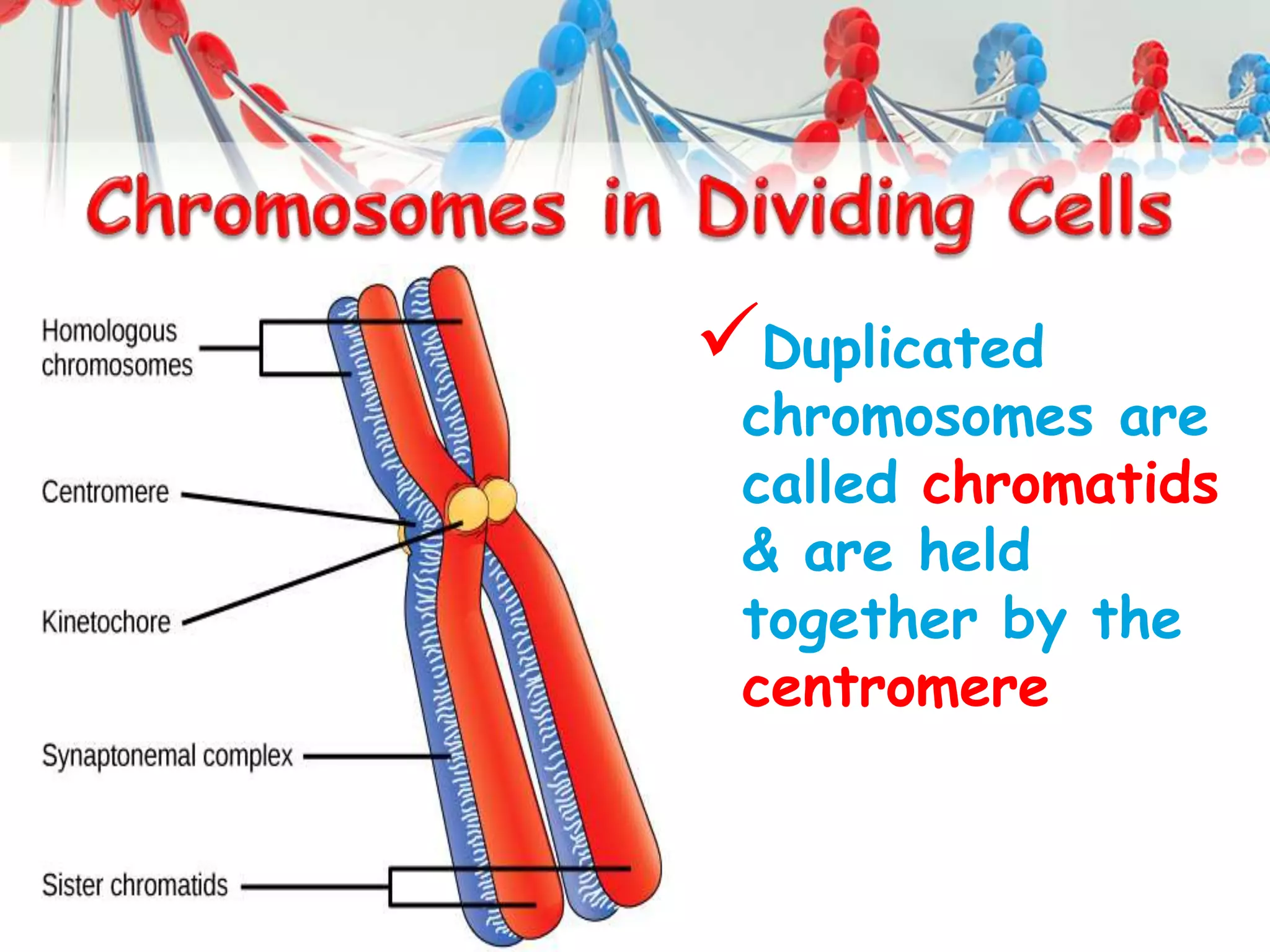 Duplicated
chromosomes are
called chromatids
& are held
together by the
centromere
 