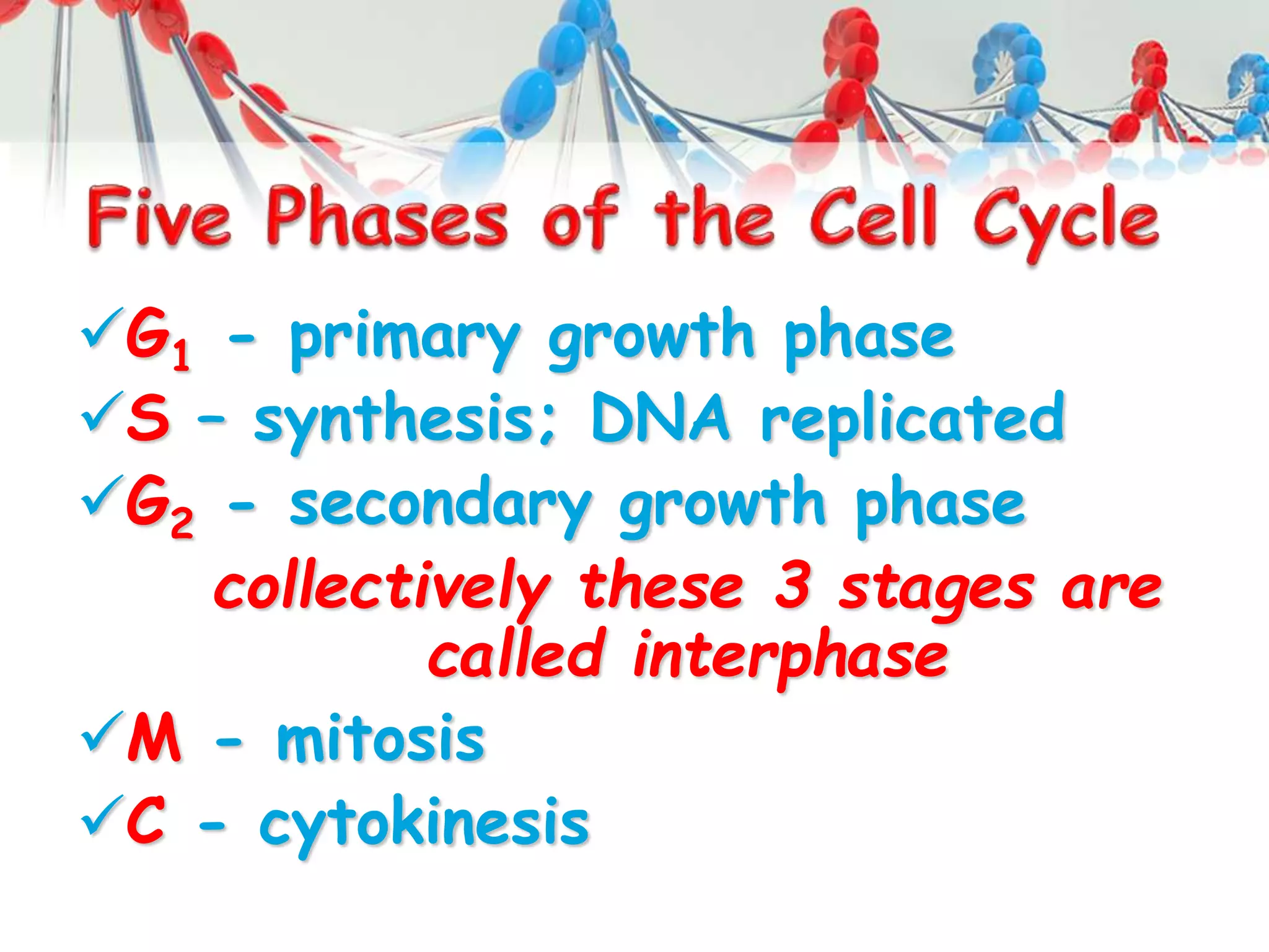 G1 - primary growth phase
S – synthesis; DNA replicated
G2 - secondary growth phase
collectively these 3 stages are
called interphase
M - mitosis
C - cytokinesis
 