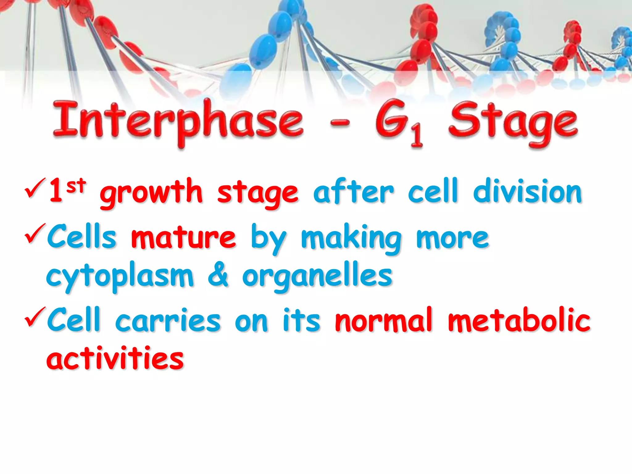 1st growth stage after cell division
Cells mature by making more
cytoplasm & organelles
Cell carries on its normal metabolic
activities
 