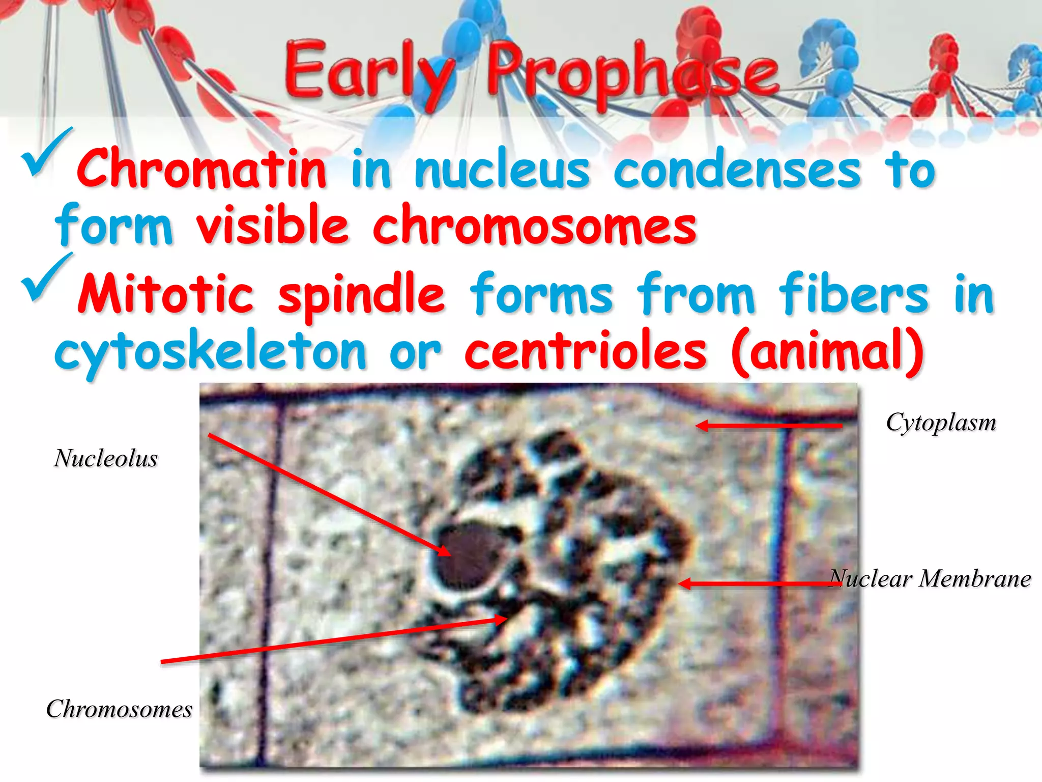 Chromatin in nucleus condenses to
form visible chromosomes
Mitotic spindle forms from fibers in
cytoskeleton or centrioles (animal)
Chromosomes
Nucleolus
Cytoplasm
Nuclear Membrane
 