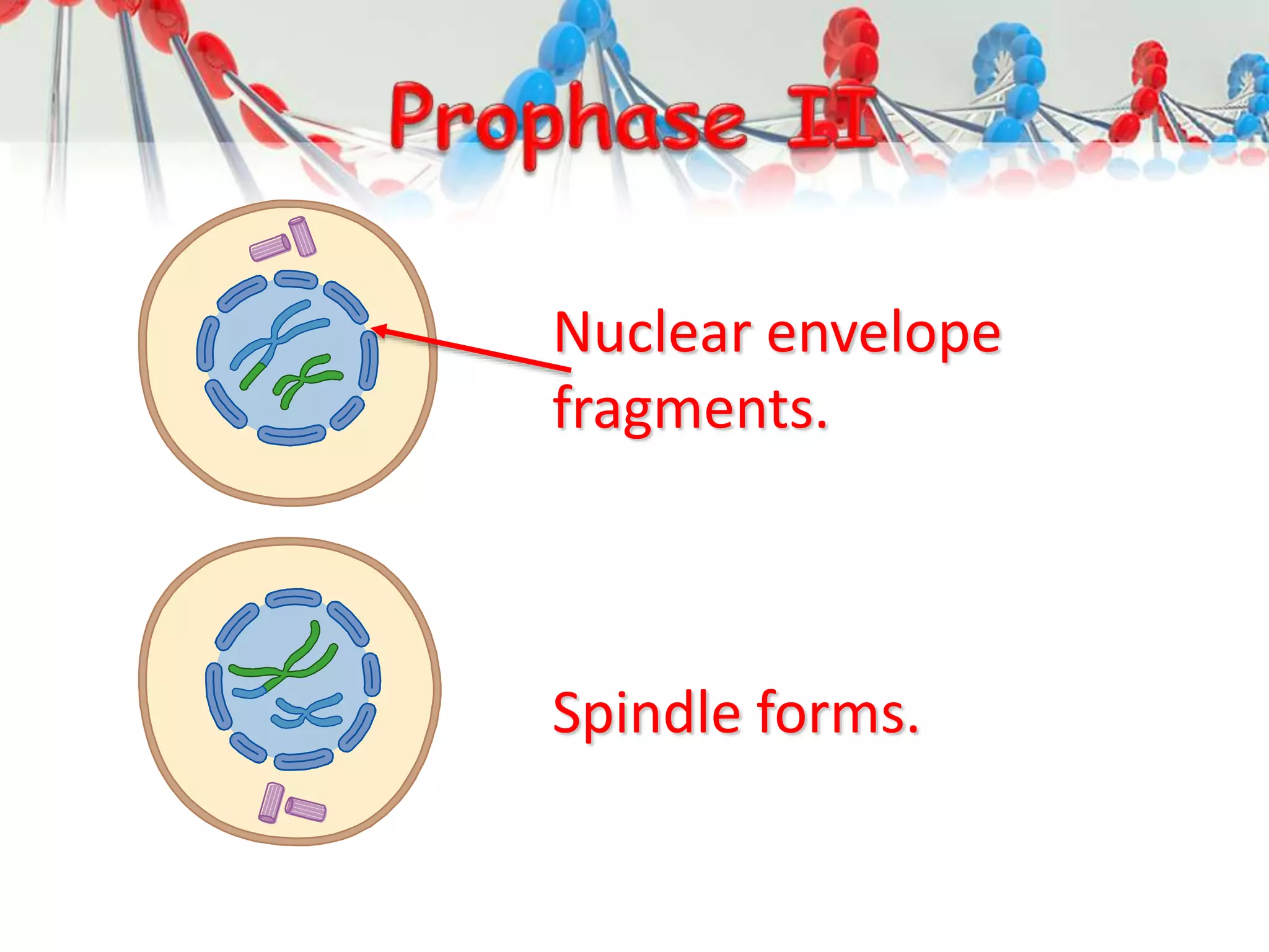 Nuclear envelope
fragments.
Spindle forms.
 