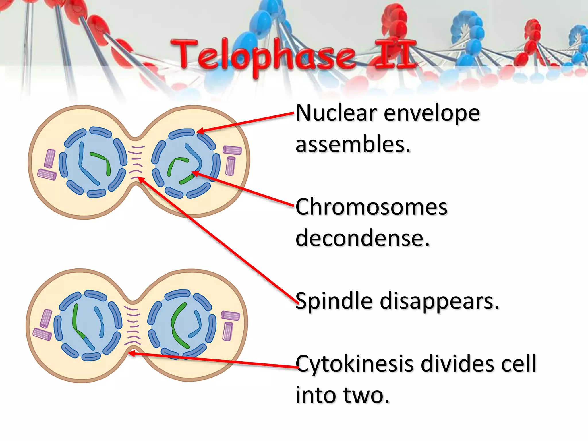 Nuclear envelope
assembles.
Chromosomes
decondense.
Spindle disappears.
Cytokinesis divides cell
into two.
 