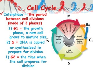 Interphase = the period
between cell divisions
(made of 3 phases)
1) G1 = the growth
phase, a new cell
grows to mature size
2) S = DNA is copied
or synthesized to
prepare for division
1) G2 = the time when
the cell prepares for
division
 
