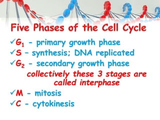 G1 - primary growth phase
S – synthesis; DNA replicated
G2 - secondary growth phase
collectively these 3 stages are
called interphase
M - mitosis
C - cytokinesis
 