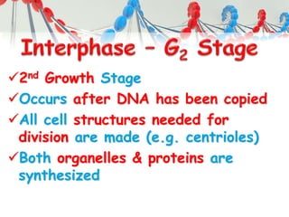 2nd Growth Stage
Occurs after DNA has been copied
All cell structures needed for
division are made (e.g. centrioles)
Both organelles & proteins are
synthesized
 