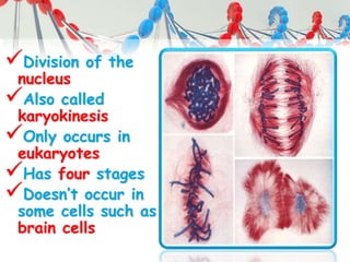 Division of the
nucleus
Also called
karyokinesis
Only occurs in
eukaryotes
Has four stages
Doesn’t occur in
some cells such as
brain cells
 