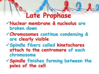 Nuclear membrane & nucleolus are
broken down
Chromosomes continue condensing &
are clearly visible
Spindle fibers called kinetochores
attach to the centromere of each
chromosome
Spindle finishes forming between the
poles of the cell
 