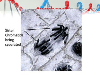 Sister
Chromatids
being
separated
 