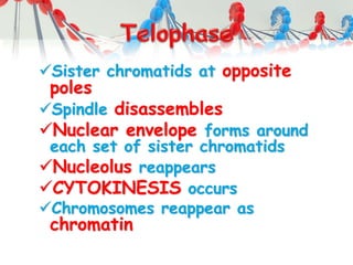Sister chromatids at opposite
poles
Spindle disassembles
Nuclear envelope forms around
each set of sister chromatids
Nucleolus reappears
CYTOKINESIS occurs
Chromosomes reappear as
chromatin
 