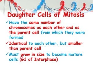 Have the same number of
chromosomes as each other and as
the parent cell from which they were
formed
Identical to each other, but smaller
than parent cell
Must grow in size to become mature
cells (G1 of Interphase)
 