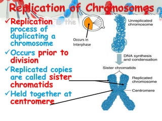 Replication is the
process of
duplicating a
chromosome
Occurs prior to
division
Replicated copies
are called sister
chromatids
Held together at
centromere
Occurs in
Interphase
 