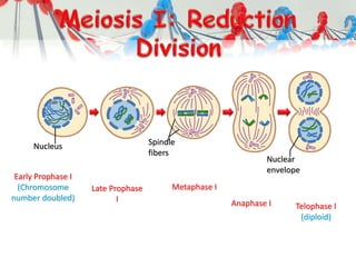 Nucleus Spindle
fibers
Nuclear
envelope
Early Prophase I
(Chromosome
number doubled)
Late Prophase
I
Metaphase I
Anaphase I Telophase I
(diploid)
 