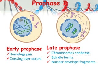 Early prophase
Homologs pair.
Crossing over occurs.
Late prophase
 Chromosomes condense.
 Spindle forms.
 Nuclear envelope fragments.
 
