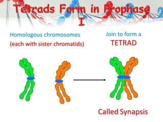Homologous chromosomes
(each with sister chromatids)
Join to form a
TETRAD
Called Synapsis
 