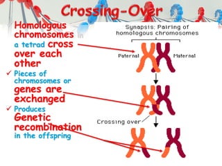 Homologous
chromosomes in
a tetrad cross
over each
other
 Pieces of
chromosomes or
genes are
exchanged
 Produces
Genetic
recombination
in the offspring
 