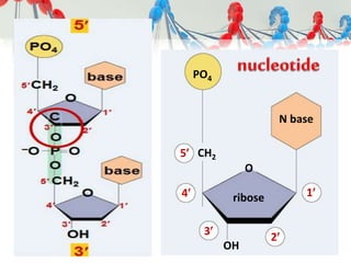 OH
CH2
O
4
5
3 2
1
PO4
N base
ribose
 